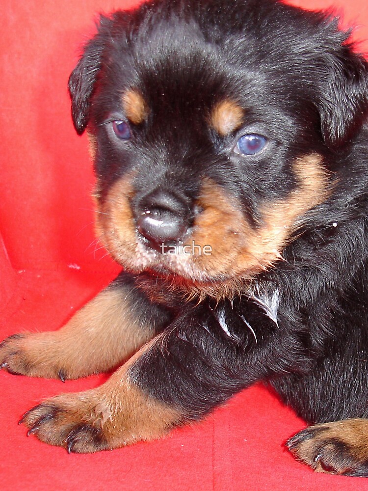 Short muzzle outlet rottweiler