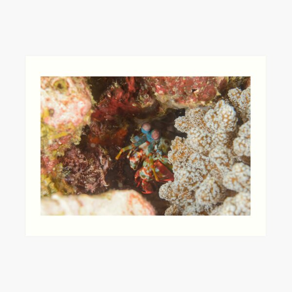 Peacock Mantis Shrimp - Odontodactylus scyllarus Art Print