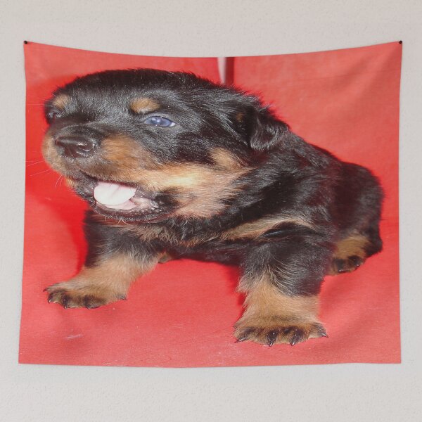Item preview, Rottweiler Puppy Howling For Attention designed and sold by taiche.