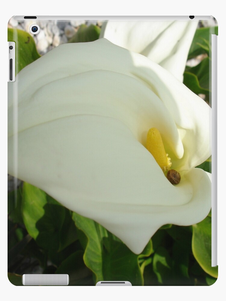 Funda y vinilo para iPad «Una gran flor de lirio blanco único» de taiche |  Redbubble