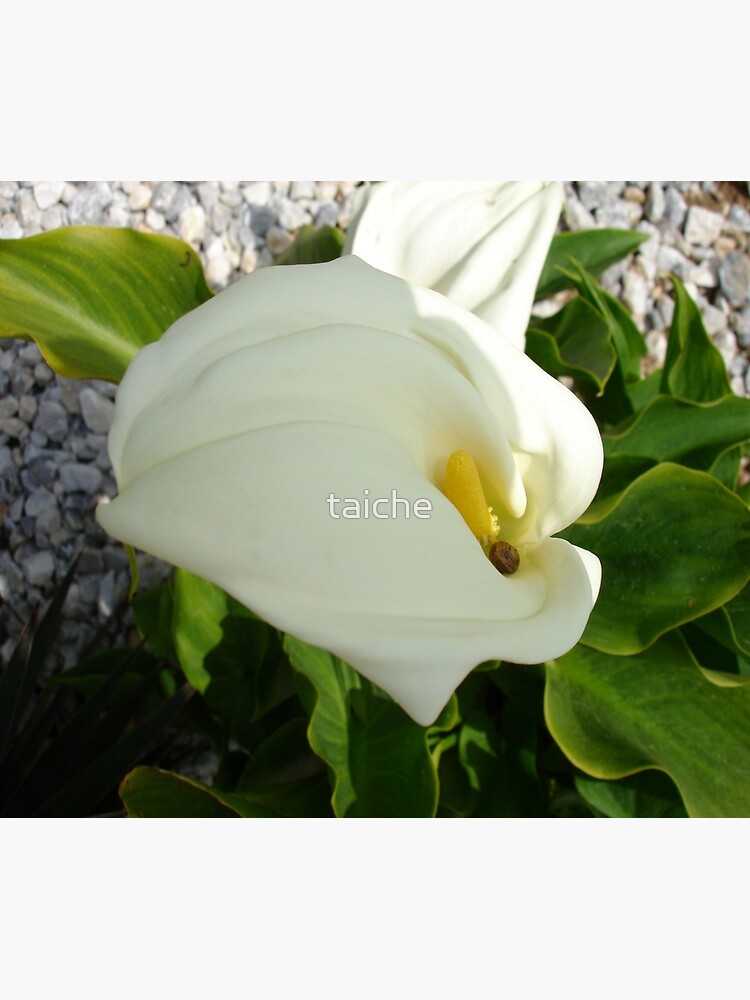 Tarjetas de felicitación «Una gran flor de lirio blanco único» de taiche |  Redbubble