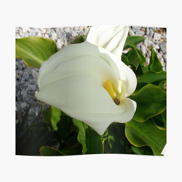 A Large Single White Calla Lily Flower