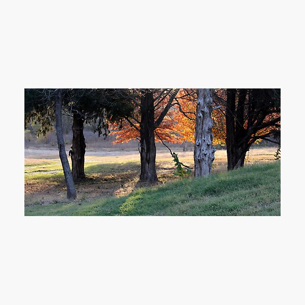 Item preview, Backlit Trees In The Neighborhood designed and sold by Carolyn  Fletcher.