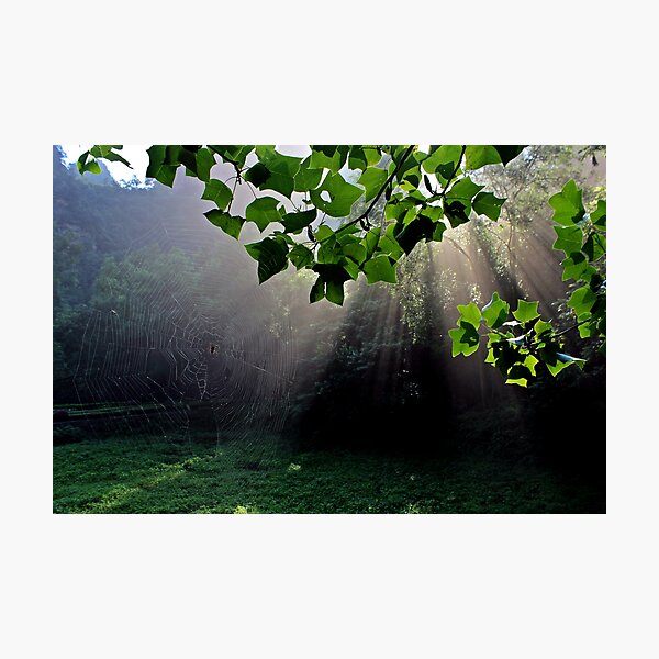 Morning, Wulingyuan National Park, Hunan Photographic Print