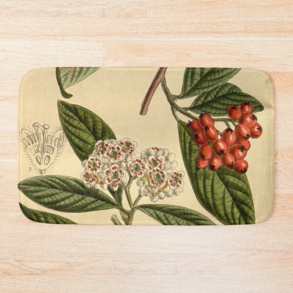 Item preview, Cotoneaster salicifolia rugosa 143 8694 designed and sold by EsotericBotanic.