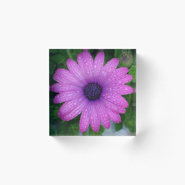 Purple African Daisy with Raindrops Acrylic Block