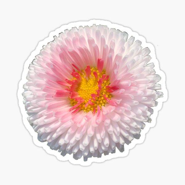 Ephemera 506  Red/Pink/Orange Floral Stickers – Freckled Fawn