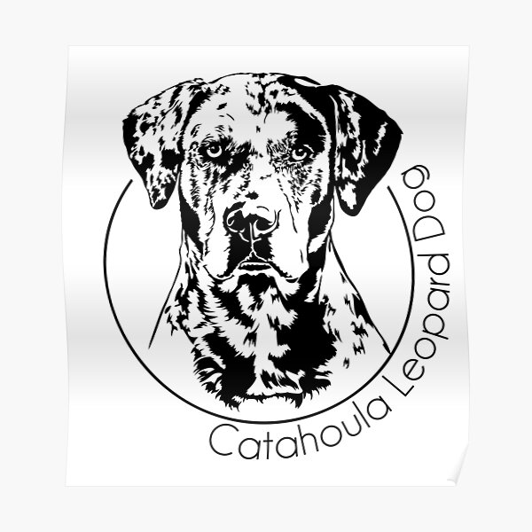Poster « Louisiana Catahoula Leopard Dog Portrait de chien », par 