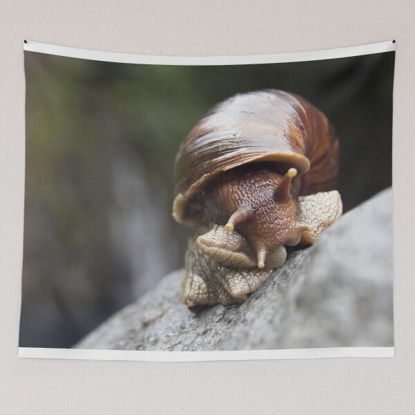 Item preview, Wild large mollusk shell in front of a waterfall designed and sold by EstelleRossetti.