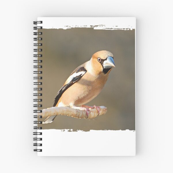 Item preview, Grosbeak designed and sold by Glineur.