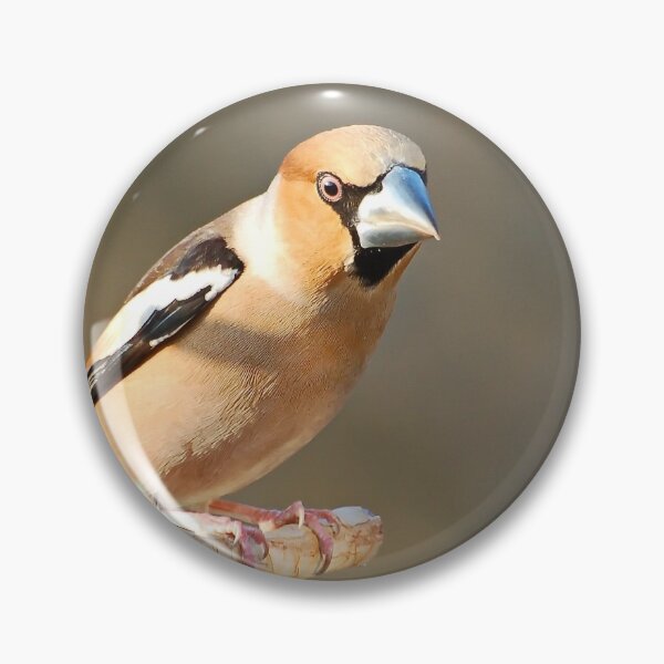 Item preview, Grosbeak designed and sold by Glineur.