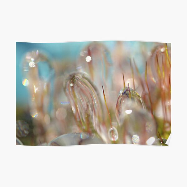 Iced Poster