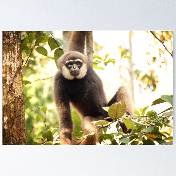 Item preview, Gibbon - Central Kalimantan - Indonesia designed and sold by Erin McMahon.