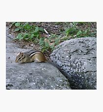 Chipmunk Visit Photographic Print