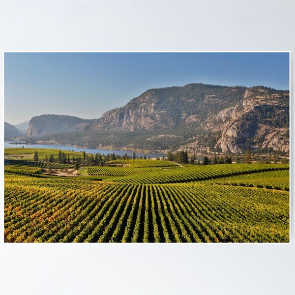 Item preview, vineyard okanagan valley mcintyre bluff vaseux lake designed and sold by Kevin Miller Photography.