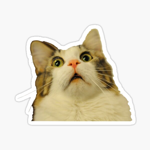 upset cat Sticker