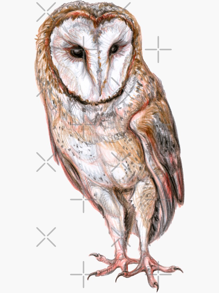 "Barn owl drawing" Sticker by stasiach Redbubble