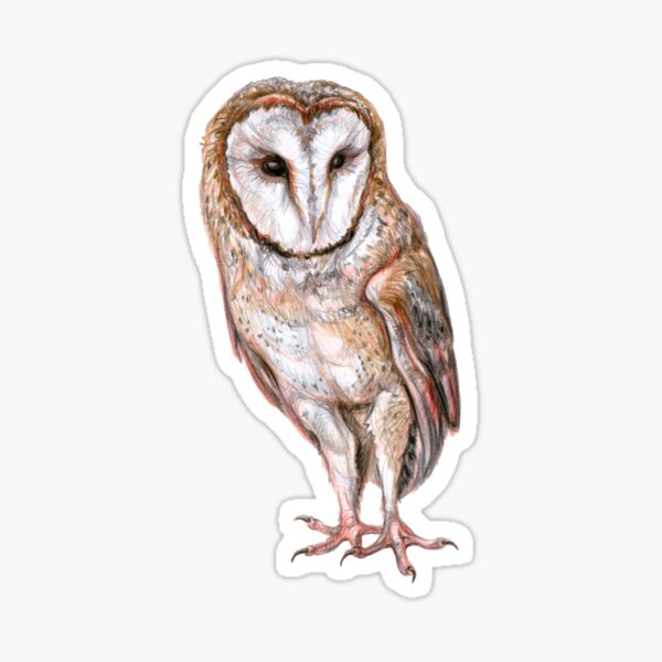 Barn owl drawing Sticker