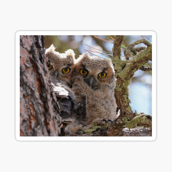 Baby Great Horned Owls Sticker