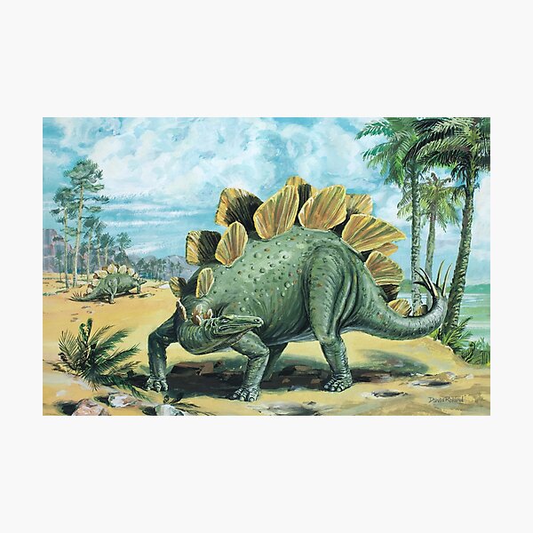 Stegosaurus Photographic Print