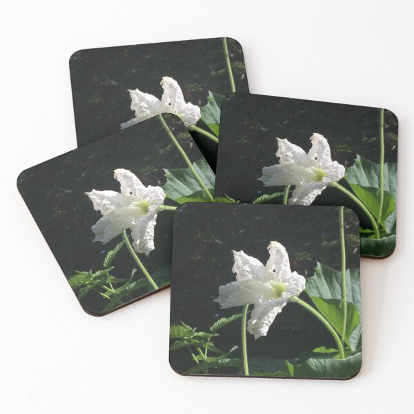 Artikelvorschau, White Squash Flower entworfen und verkauft von Linnys-Designs.