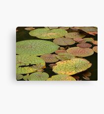 Water Lillies, Brazil Canvas Print