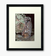 The art of camouflage Framed Print