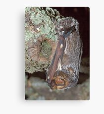 The art of camouflage Canvas Print