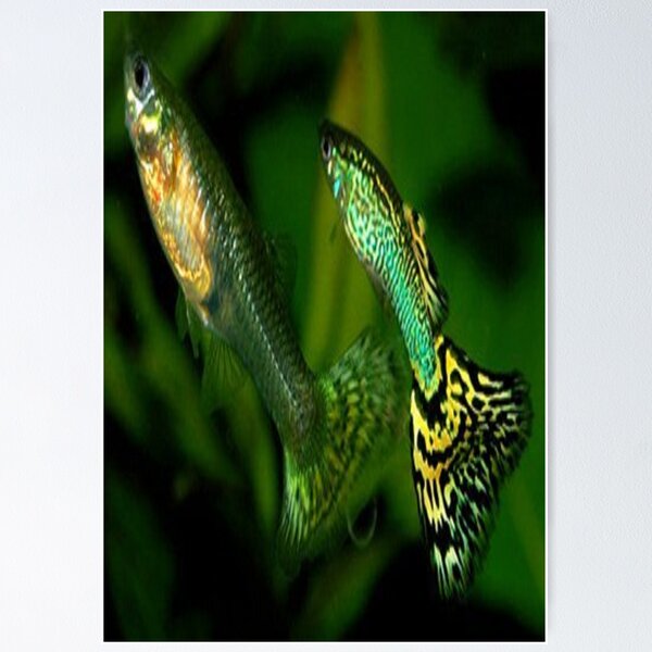 Item preview, Tropical 2 designed and sold by Mick Bull.
