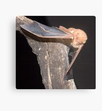 Red bat portrait Metal Print