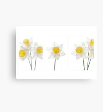 Spring Daffodils Canvas Print