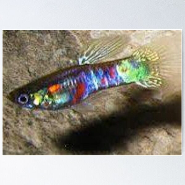 Item preview, Tropical 8 designed and sold by Mick Bull.