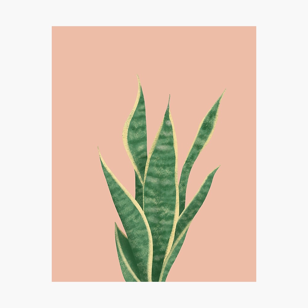 snake plant sansevieria dracaena house plant painting trifasciata poster for sale by chloesnook redbubble