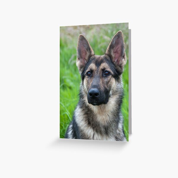 German Shepherd Puppy Greeting Card