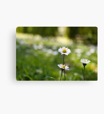 Daisy Chains Canvas Print