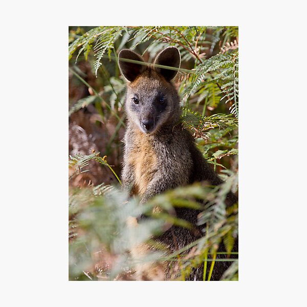 Swamp Wallaby Photographic Print