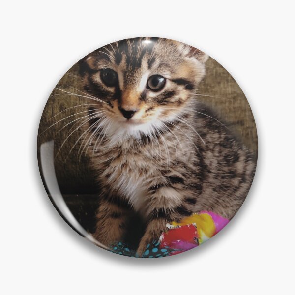 Item preview, Kitten photography designed and sold by bearjordan.