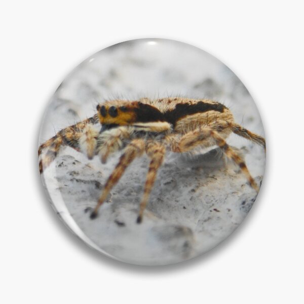 Item preview, ©Salticidae Ahead ONFX. designed and sold by OmarHernandez.