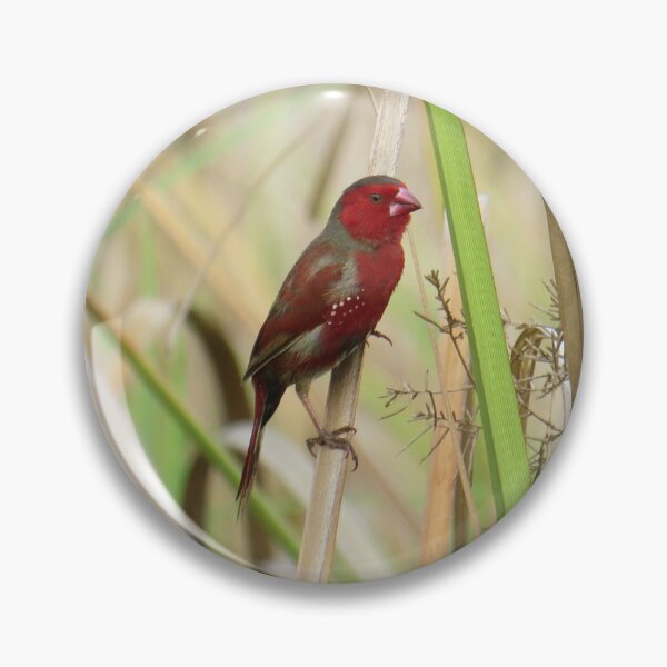 Item preview, Crimson Finch designed and sold by Genevieve Hanlon Art and Photography.