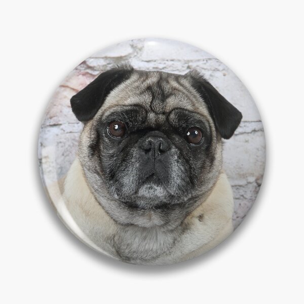 Item preview, Sweet Pug laying on the floor. designed and sold by mlorenz.