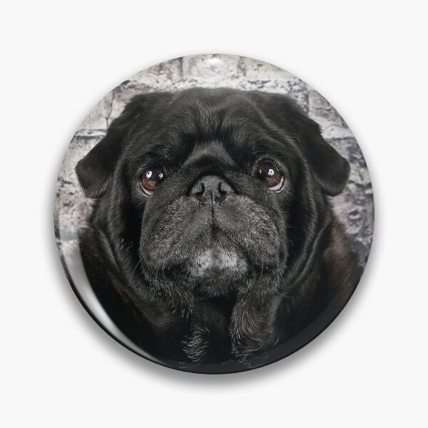 Item preview, Black Pug against a brick wall. designed and sold by mlorenz.