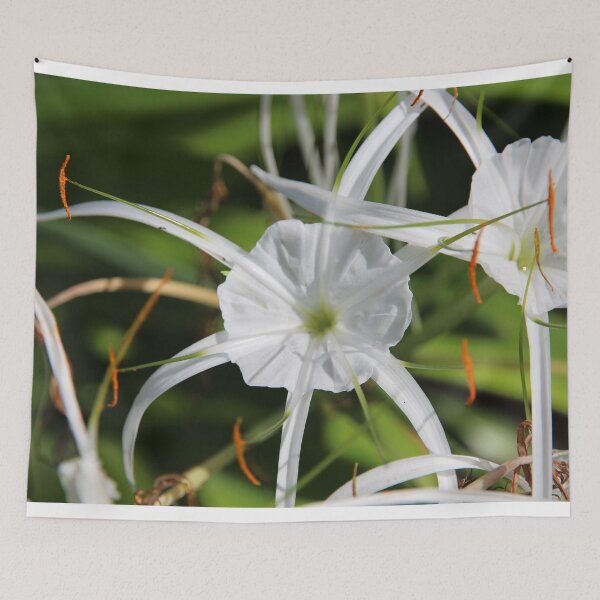 Item preview, White subtropical closed sand daffodil designed and sold by EstelleRossetti.
