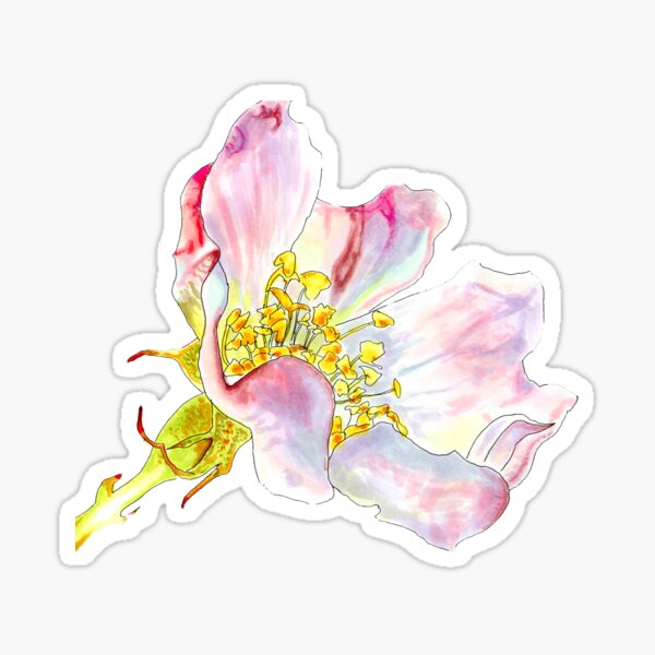 Wild Rose Marker Drawing Sticker