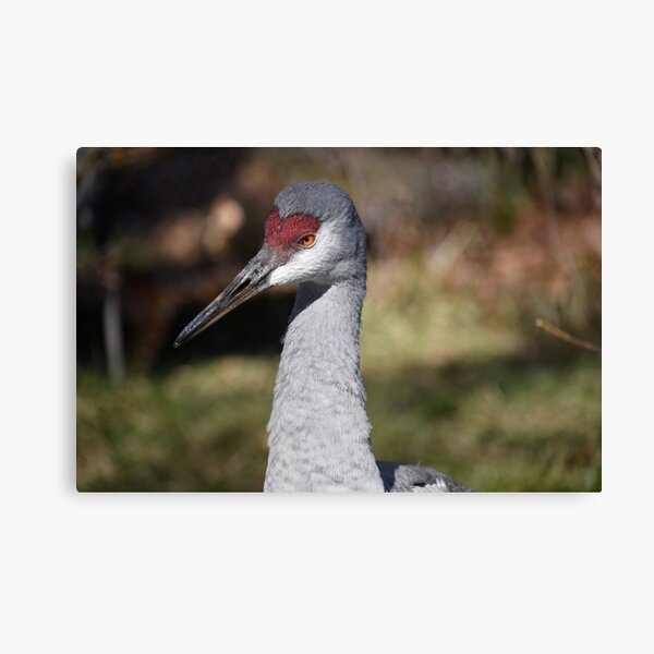 Item preview, Sandhill Crane at the Maryland Zoo designed and sold by Zoo and Nature Photography by Karie.