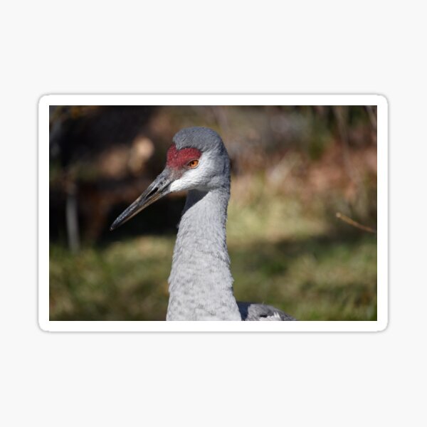 Item preview, Sandhill Crane at the Maryland Zoo designed and sold by Zoo and Nature Photography by Karie.