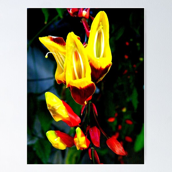 Item preview, Thunbergia Mysorensis (Clock Vine) designed and sold by Barnbk02.