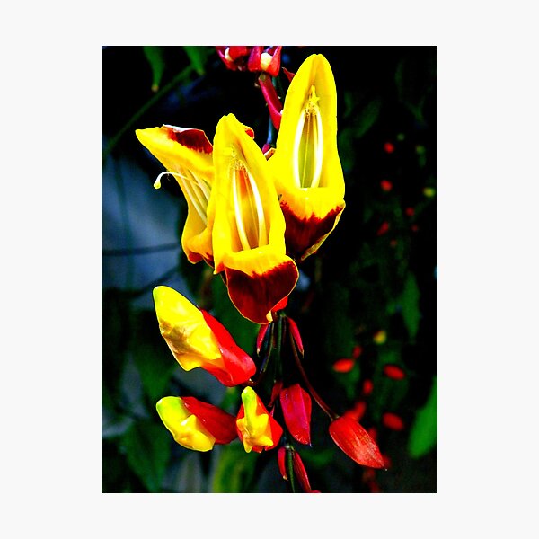 Item preview, Thunbergia Mysorensis (Clock Vine) designed and sold by Barnbk02.