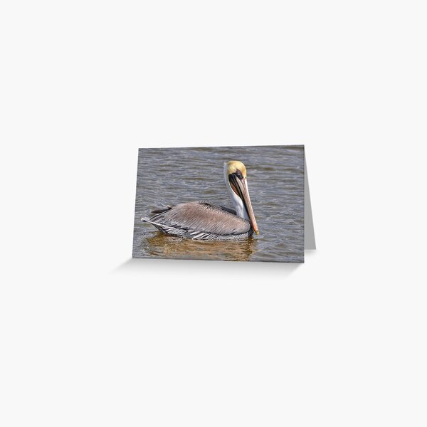Item preview, Male Brown Pelican designed and sold by Kathy Baccari.