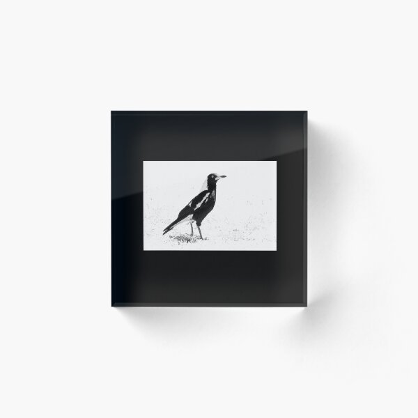 Magpie Bird, Black and White Art, Bird Artwork Acrylic Block