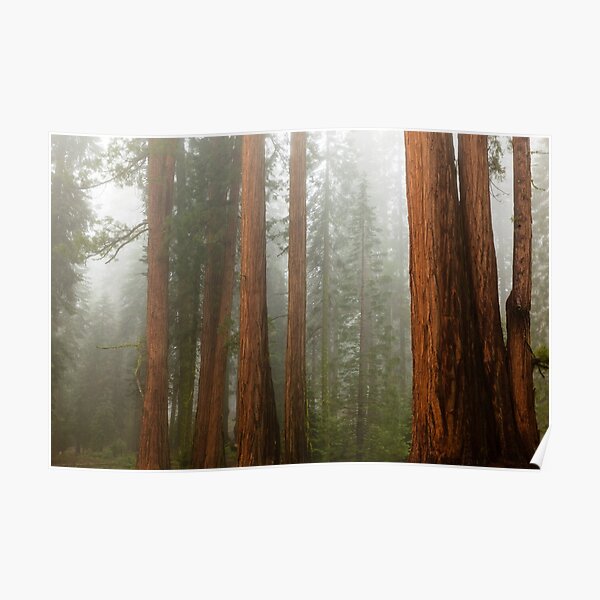 Redwood Forest in Fog Poster